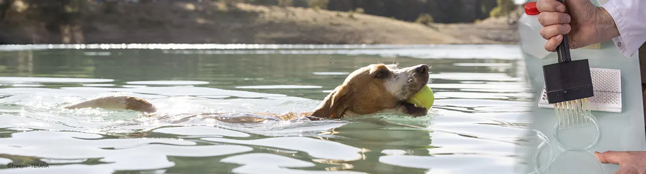Cyanobactéries : comprendre les algues bleues et les risques pour la baignade